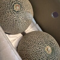 稀な昼出勤と、まる〜い幸せ🍈