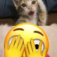 子猫🐈‍⬛になった