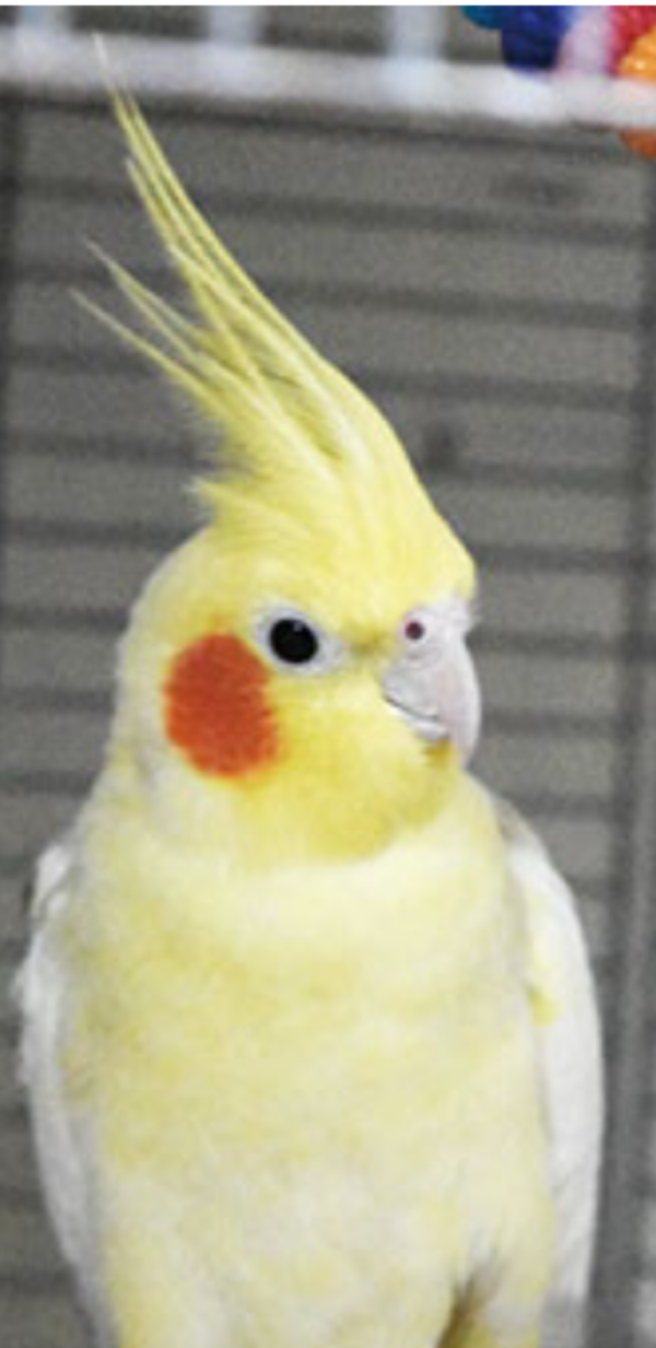 image2.png