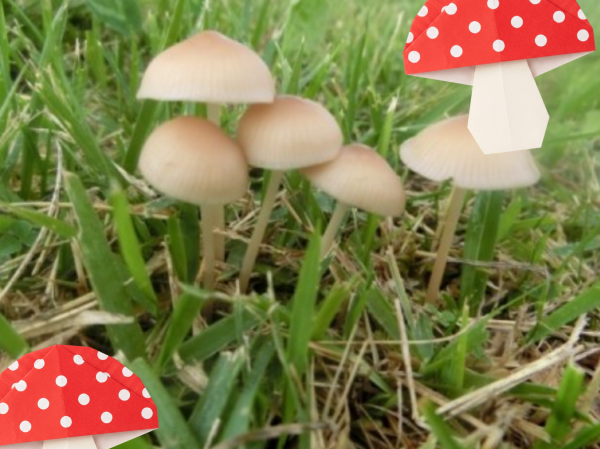 image0.png