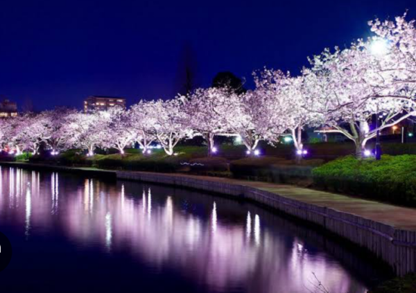 千波湖✖️夜桜