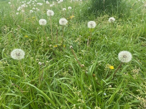 image0.jpeg