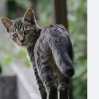のろのろ猫ちゃん