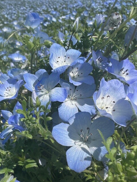 image0.jpeg