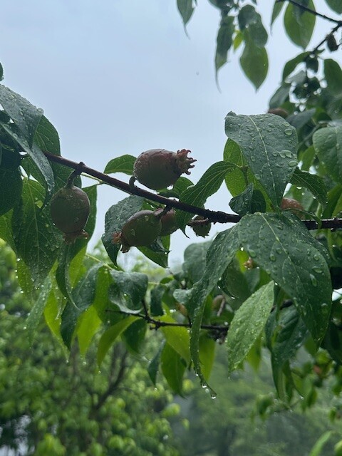 image1.jpeg