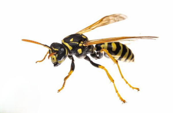 ハチさんごめんなさい🐝