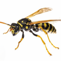 ハチさんごめんなさい🐝