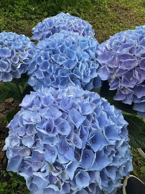image0.jpeg