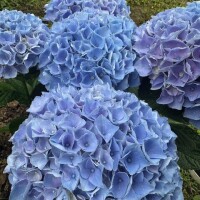 かぐや
