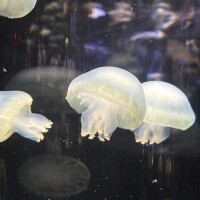 まろん