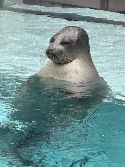 お久しぶりです