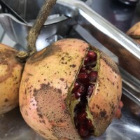 食トレは続く…