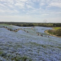 ぼっち。ネモフィラ。