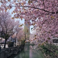 桜の季節ですね