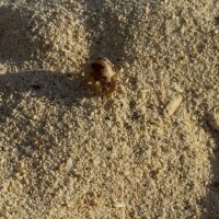 ヤドカリヲサガセ🐚