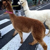 日記の掲載が変で〜(テスト)