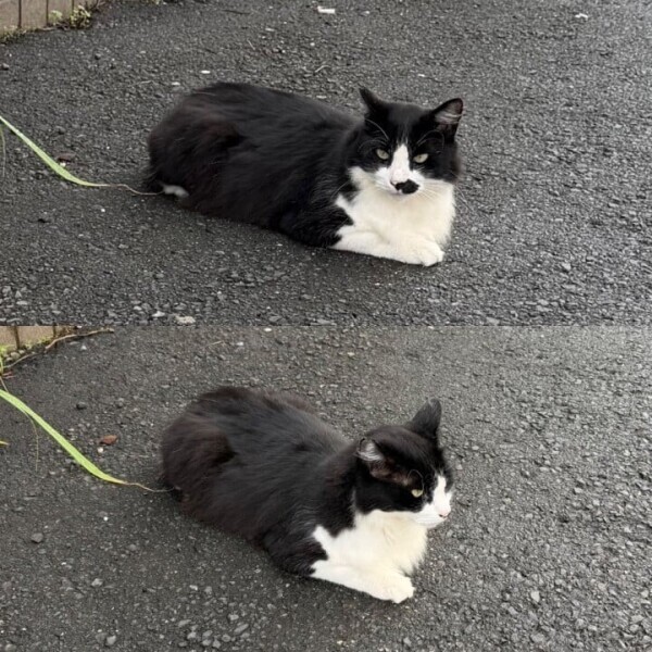 かわいいおきゃくさま🐱