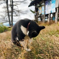 山小屋スタッフ🐈‍⬛