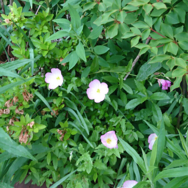 野に咲く花たち