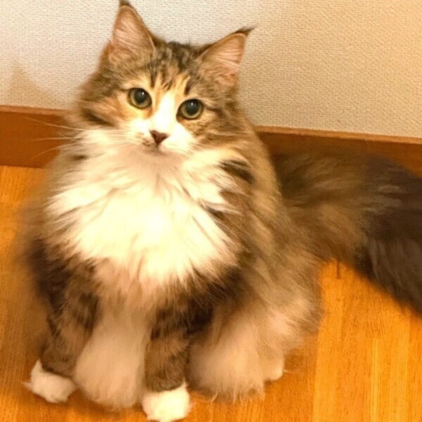 にこ神は天災なのだ( ◜︎︎𖥦◝ )