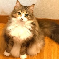 にこ神は天災なのだ( ◜︎︎𖥦◝ )