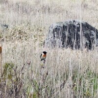 野鳥情報求むっっ🙋‍♀️