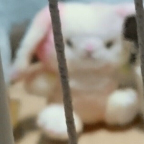 お願いがあります