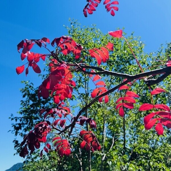 秋🍂