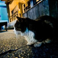 ヤマガタノノラネコ🐈‍⬛