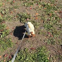 最近のお散歩事情