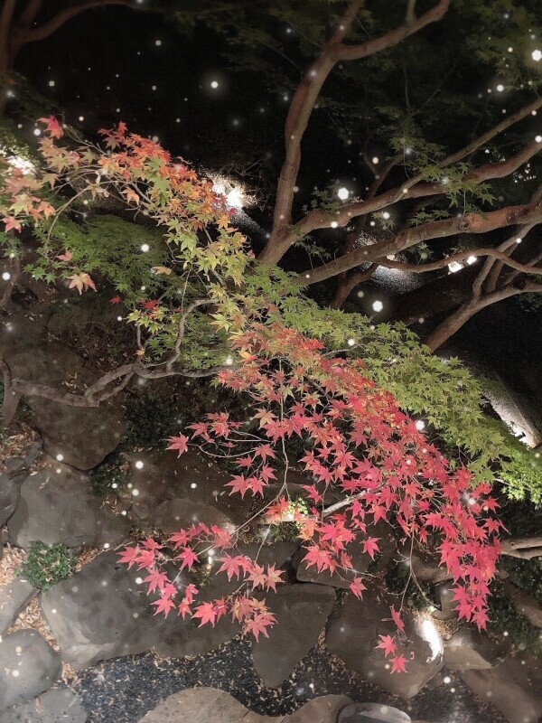 変化があるから美しい