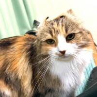 猫の名前は猫です😤