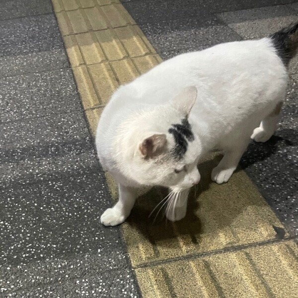あけましておめでとうございます🎍
