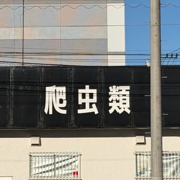 昆虫🤔🤔🤔🤔🤔🤔🤔🤔