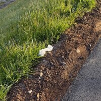 おなかすいたのでごはんたべます