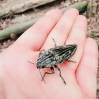 アニマルレスキュー