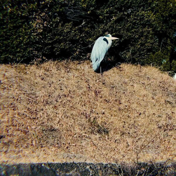 旅先でサギにあいました