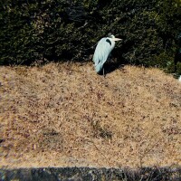 旅先でサギにあいました