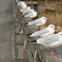 お久しぶりですぅ