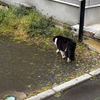 地域猫ちゃん🐱