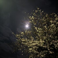 夜桜❀