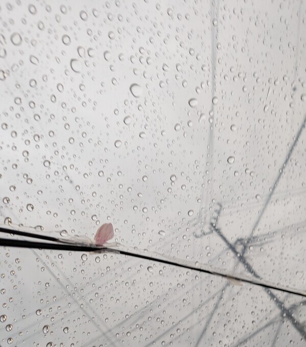 雨桜？