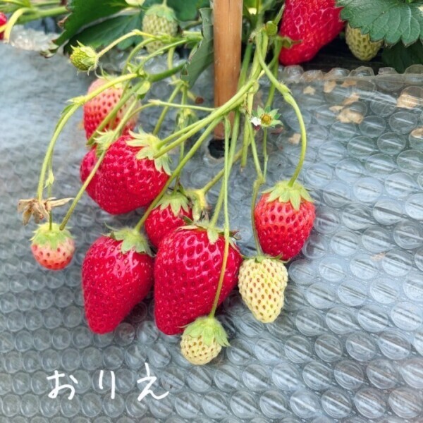 🍓