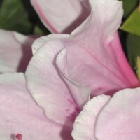 ノーバディーノウズ