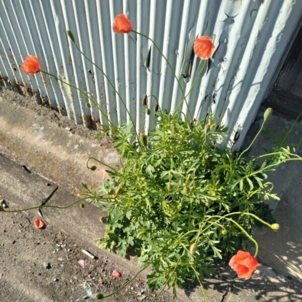 おやすみ頂きます。