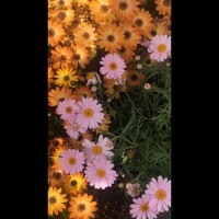 ひさな