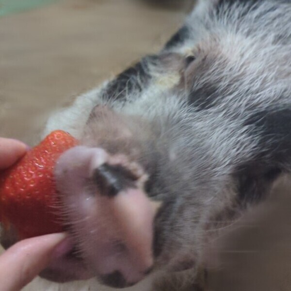 🍓ありがとう🍓