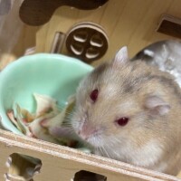 ラス枠あげます🍀*゜