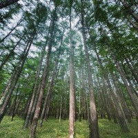 下山後は虫探し🌳