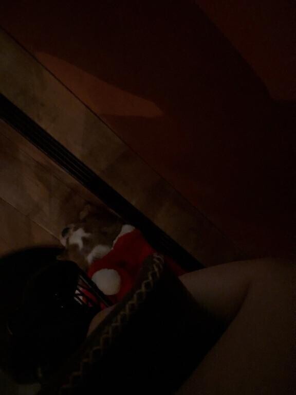 わんわん可愛すぎてどうしましょ、、、